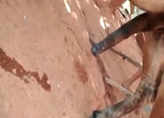 Great pony gets fucked by a bigger horse