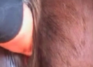 Lustful horse gets fucked by a well-endowed dude