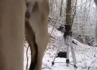 Intense guy sucking a dog's cock outdoors